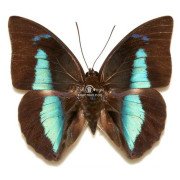 ARCHAEOPREPONA AMPHIMACHUS AMPHIKTION